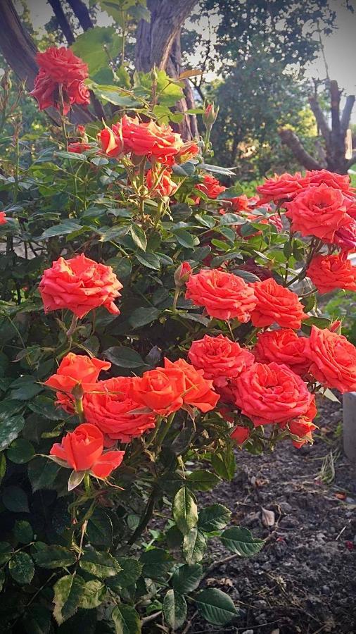 Ekas Rosengarten Ґорі Екстер'єр фото
