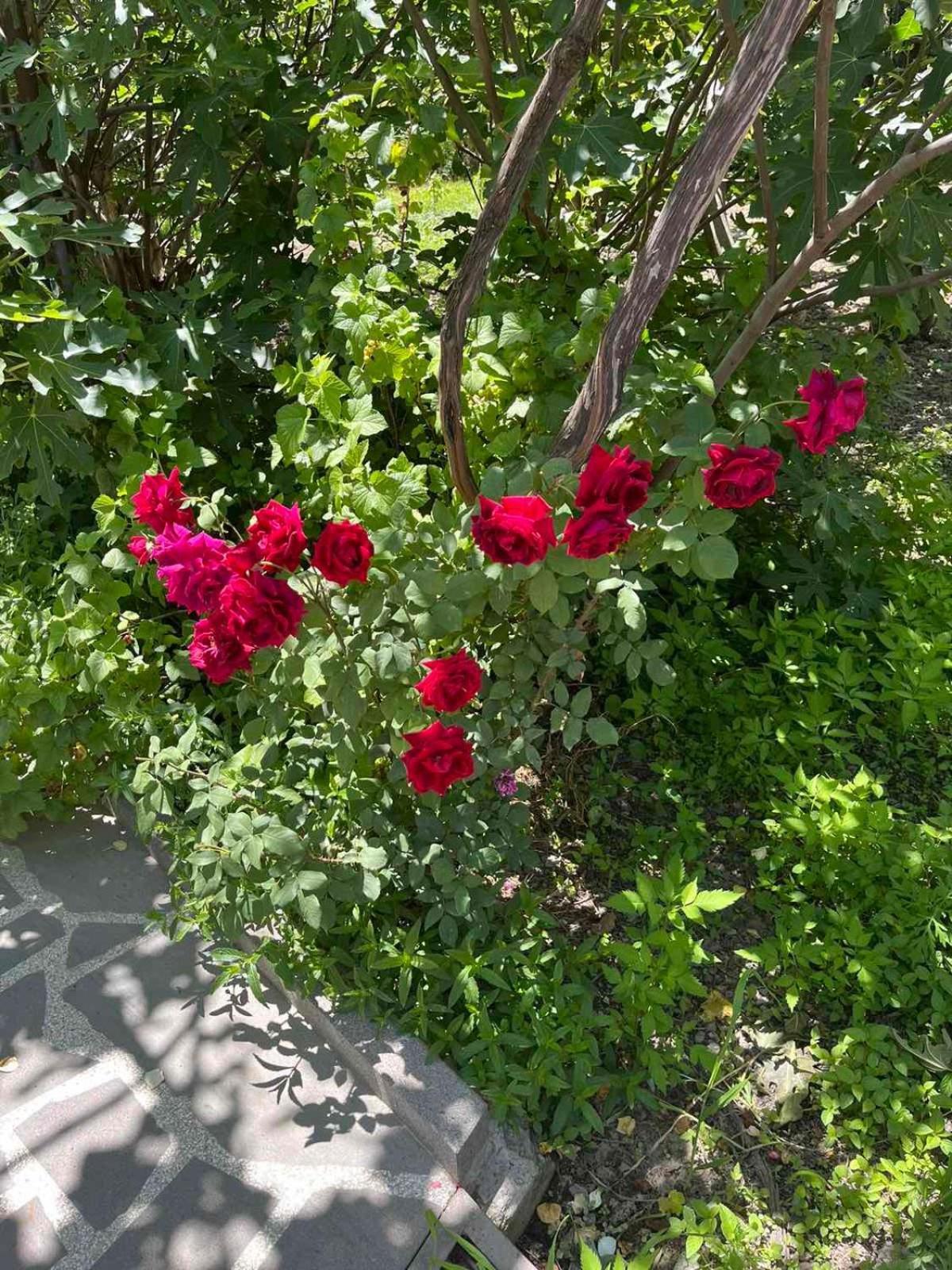 Ekas Rosengarten Ґорі Екстер'єр фото